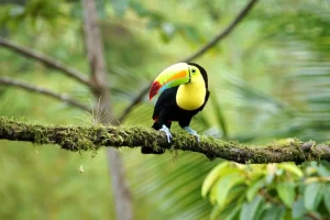 Tips pour votre voyage au Costa Rica