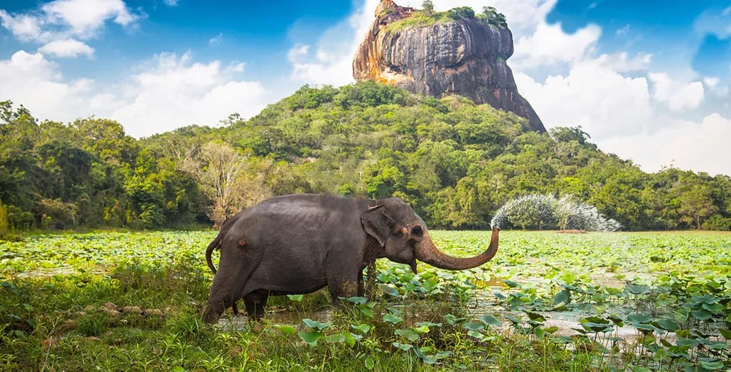 Elephant au Sri Lanka tourisme responsable