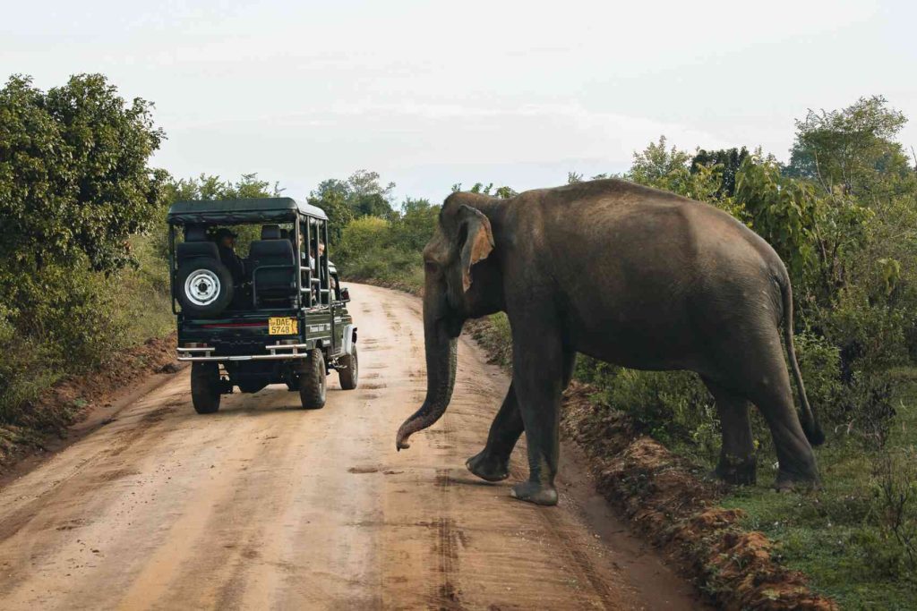 bons plans pour votre voyage au Sri Lanka