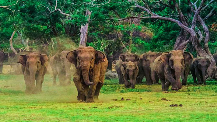 Lieux à découvrir au Sri Lanka