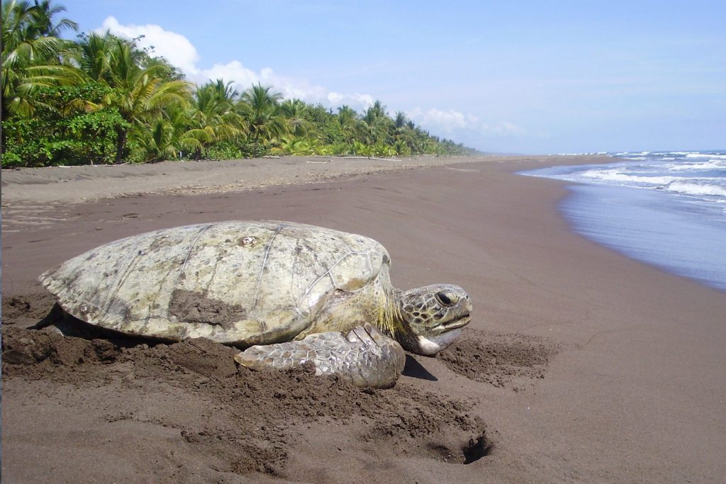 Tortuguero : biodiversité exceptionnelle et ponte des tortues marines