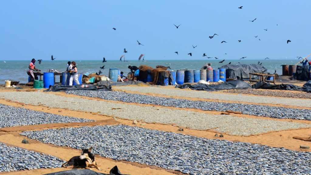 Marché au poissons de Negombo