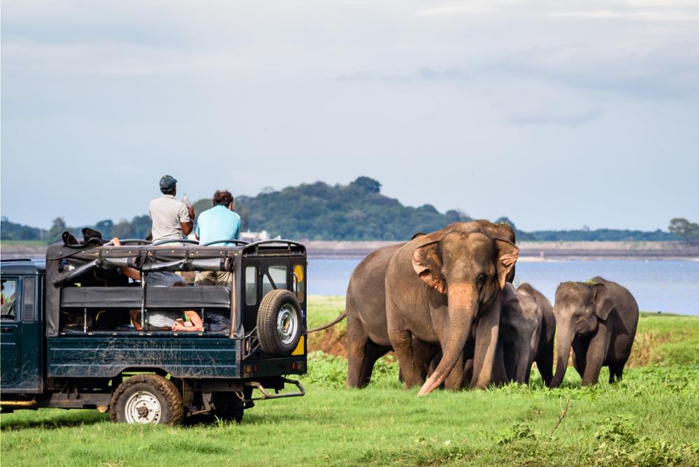 Udawalawe parc national pour un safari