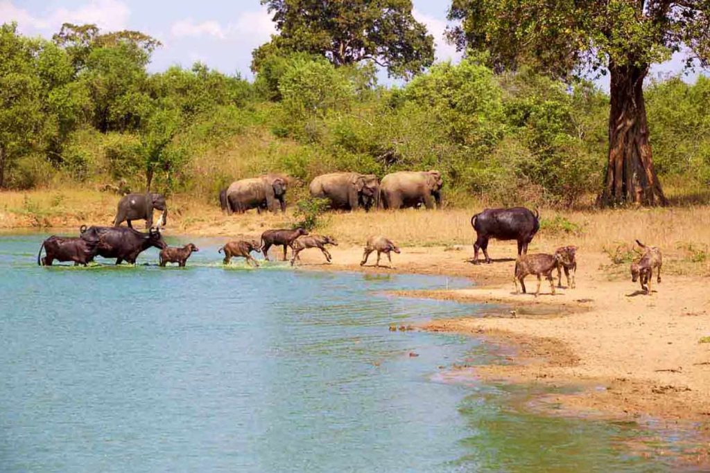 Udawalawe parc national pour un safari