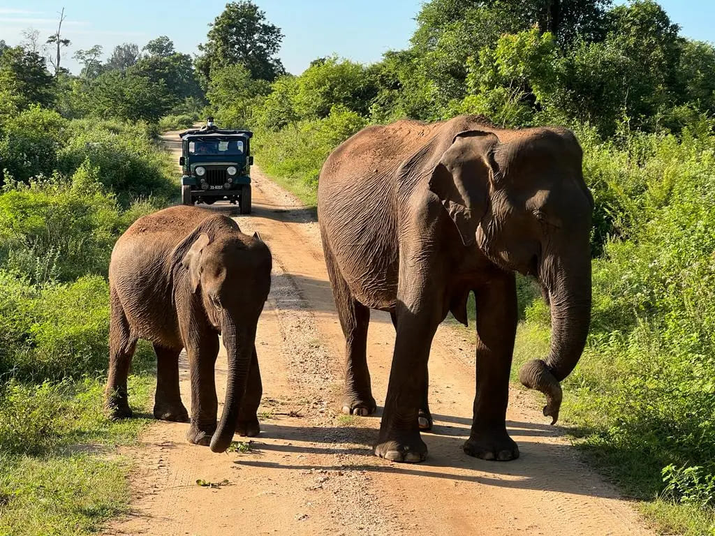 Udawalawe, parc national emblématique pour un safari dans un cadre naturel préservé