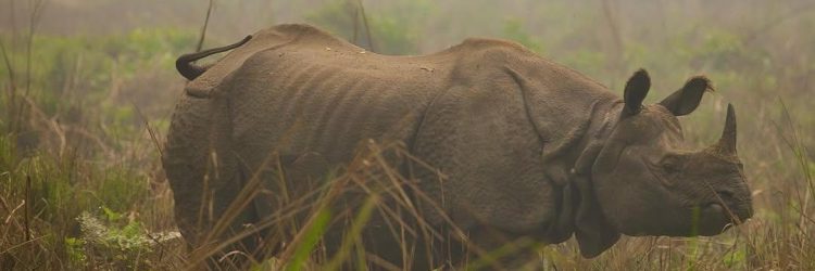 Les magnifiques rhinos Les magnifiques rhinos