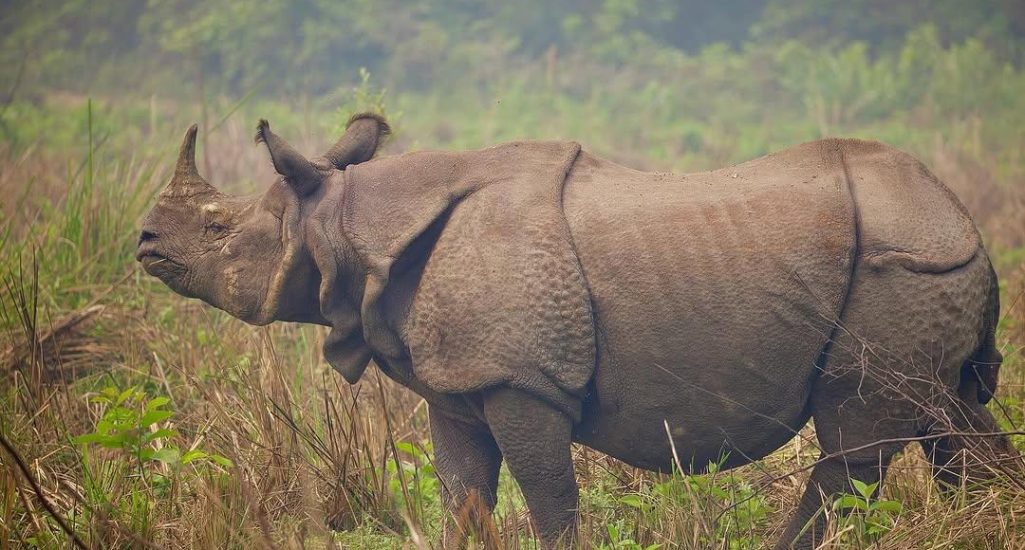 Les rhinos de Chitwan Les rhinos de Chitwan