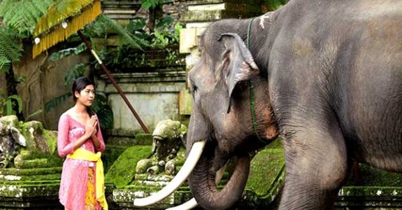 elephant-bali-5 elephant-bali-5